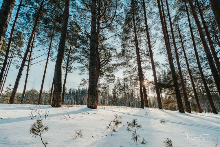 Mežaparks